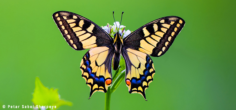 Slika: MOŽE SE ŽIVJETI BOLJE!